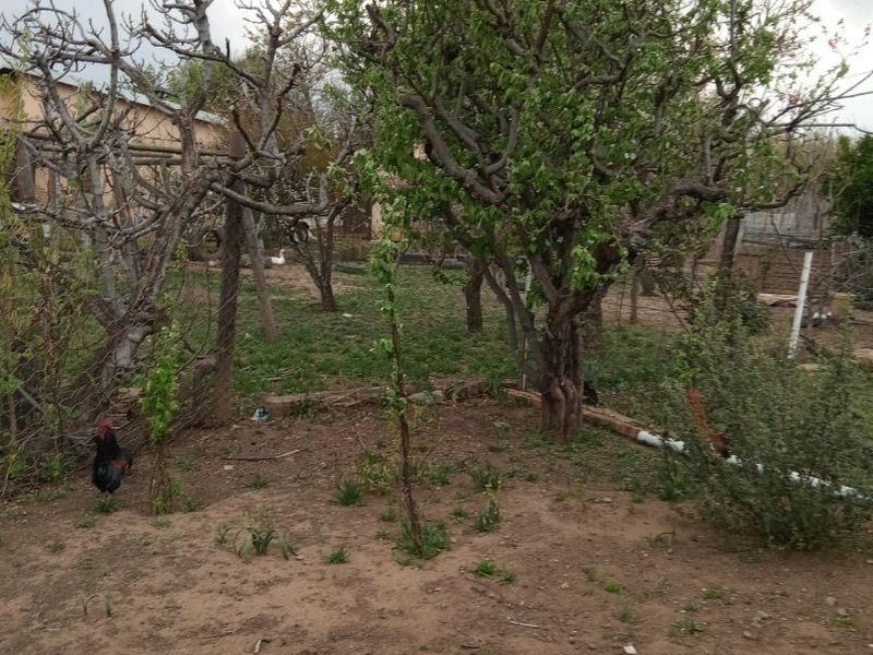 A large, unlandscaped garden area featuring mature trees and basic brick edging, offering potential for future landscaping and outdoor development.