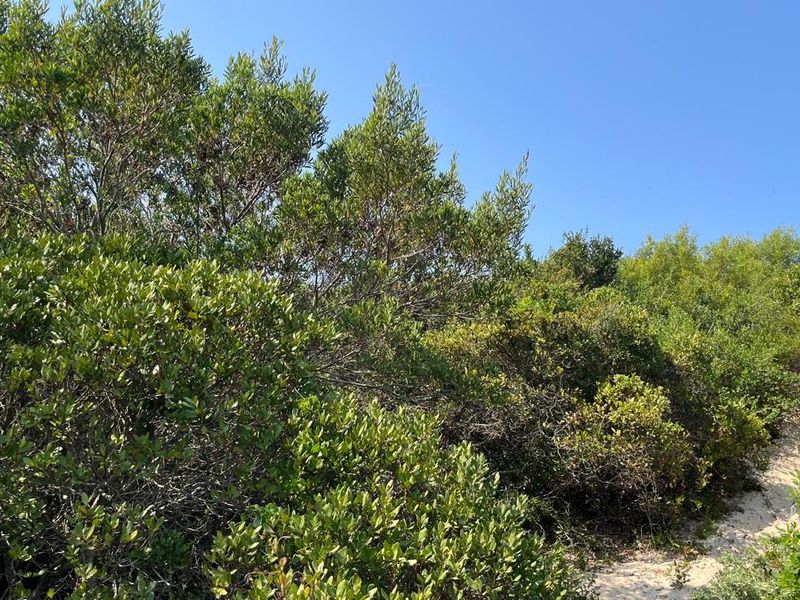 Prime Vacant Land for Sale Paradise Beach Jeffreys Bay - Photo 9