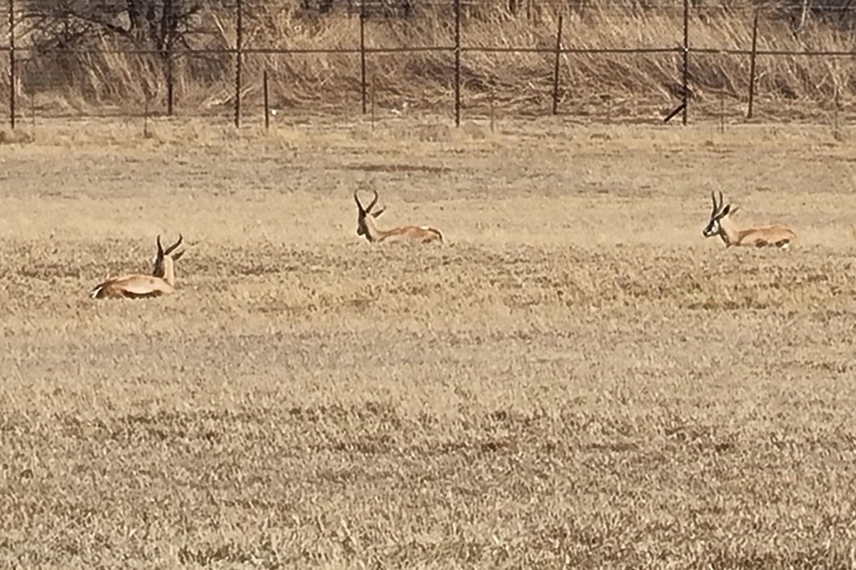 A view of open vacant land featuring dry grass and perimeter fencing, with wildlife present on the property.