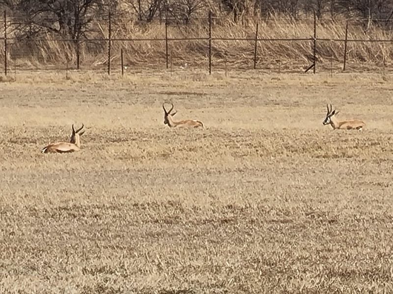 A view of open vacant land featuring dry grass and perimeter fencing, with wildlife present on the property.