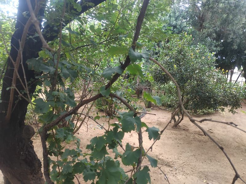 Vacant land for sale in Alabama - Photo 6