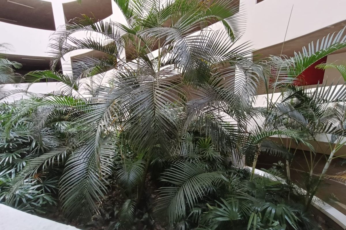 A view of a multi-level apartment building atrium featuring established palm trees and landscaped greenery within the central courtyard area.