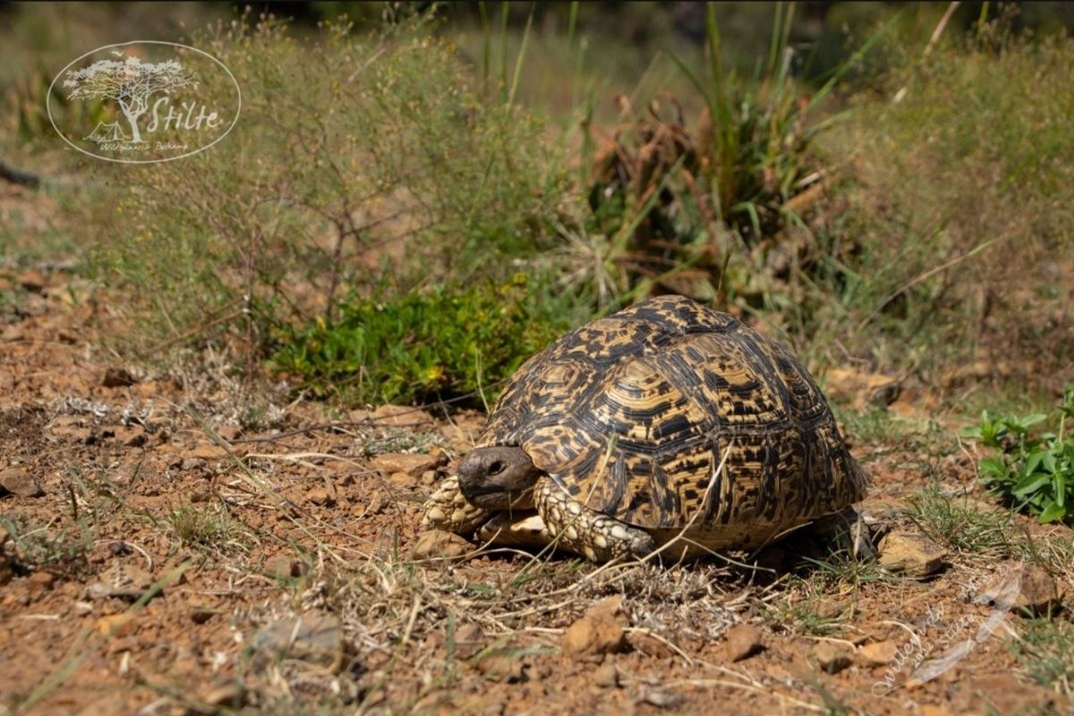 Own your Own Bushveld getaway in Dinokeng,  21 Ha fenced land with Dam on offer - Photo 3