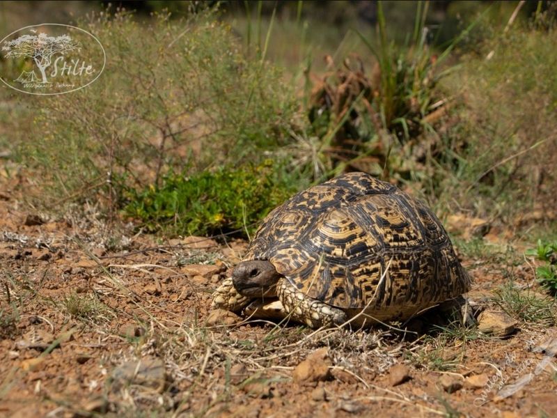 Own your Own Bushveld getaway in Dinokeng,  21 Ha fenced land with Dam on offer - Photo 3