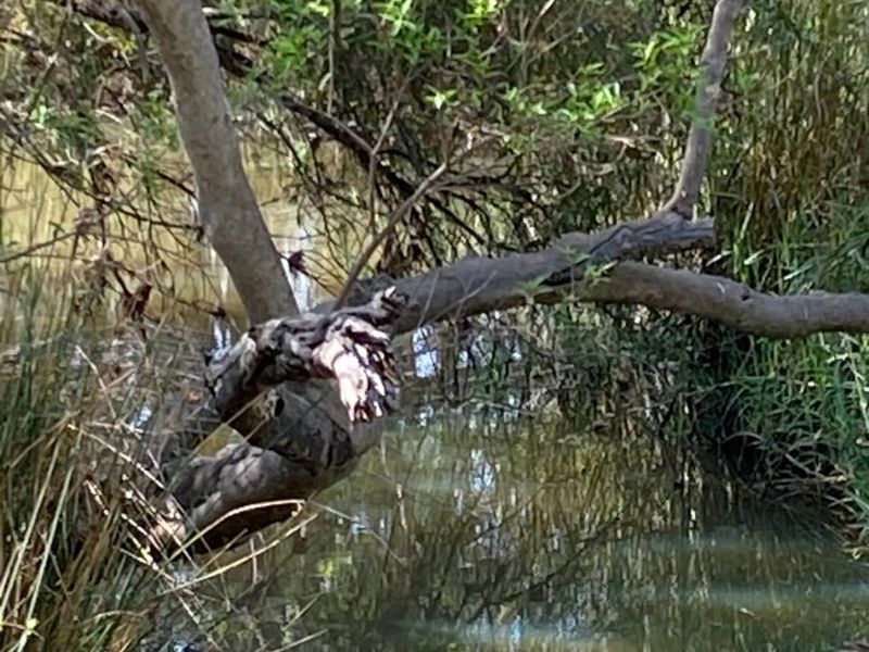 Best location in Dinokeng 21 hectares farm with waterfront house and flatlets - Photo 7