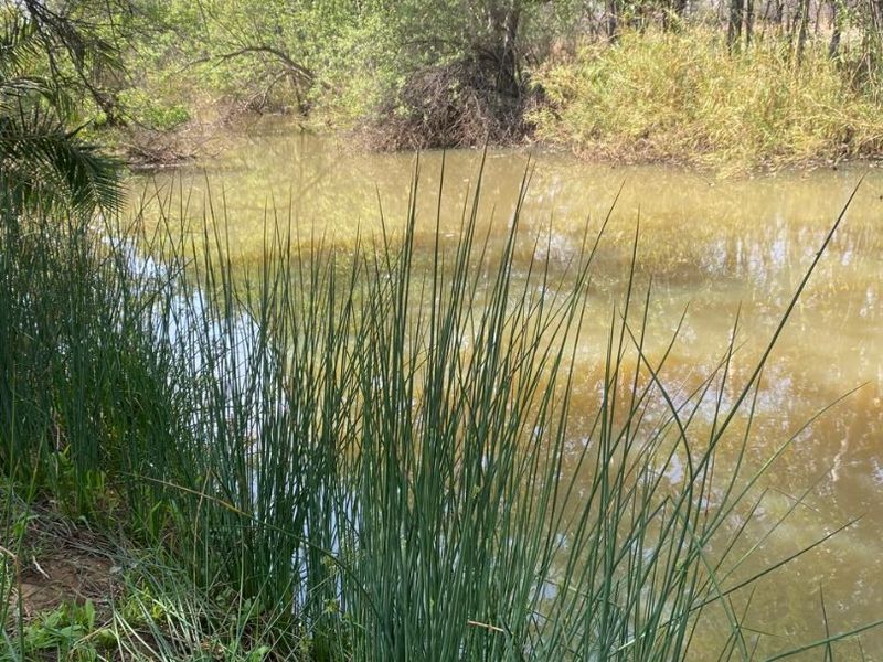 Best location in Dinokeng 21 hectares farm with waterfront house and flatlets - Photo 6