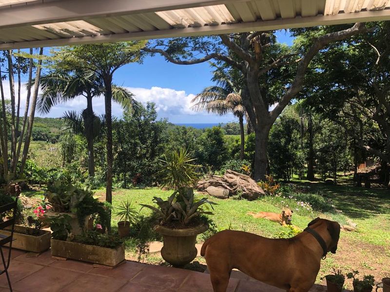 Macadamia Nut Farm For Sale With Flatlets - Photo 2