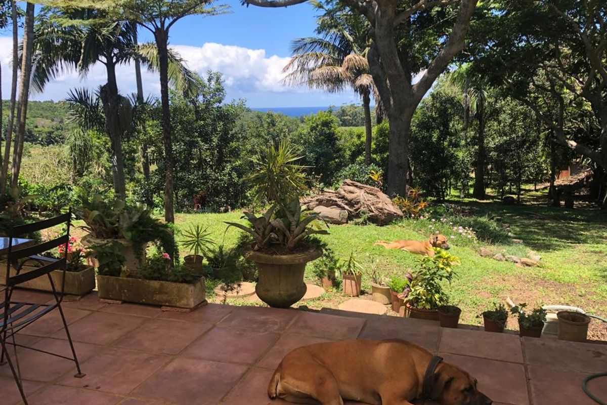 Macadamia Nut Farm For Sale With Flatlets - Photo 3