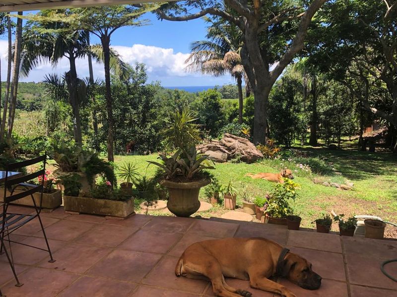 Macadamia Nut Farm For Sale With Flatlets - Photo 3