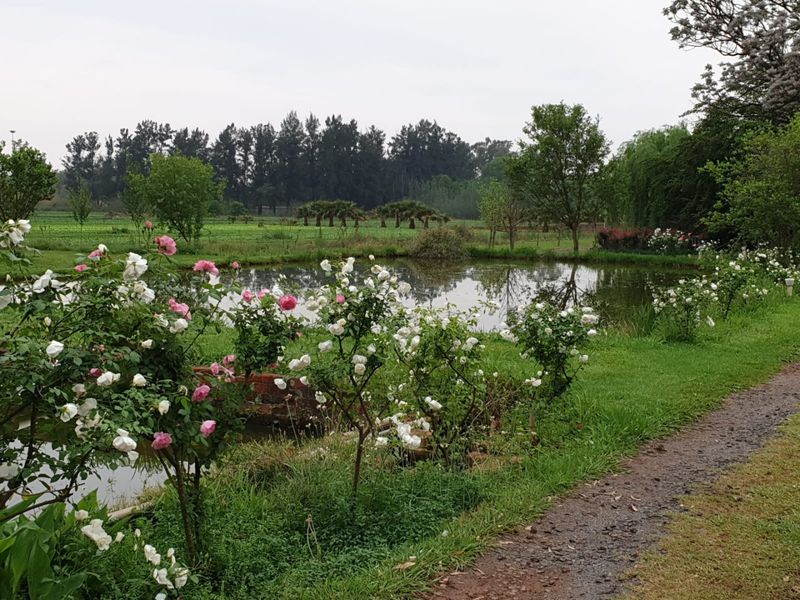 10-Hectare Farm with High Yield  - Photo 6