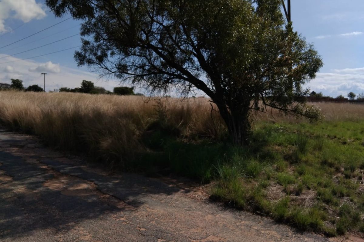 A view of a vacant residential plot featuring a mature tree and direct access to an asphalt road with overhead utility lines.