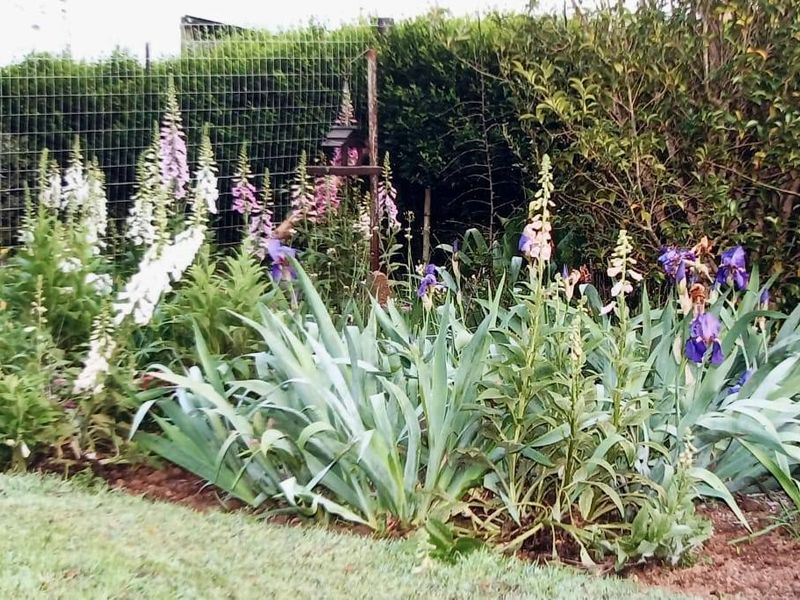 Versatile 3-Hectare Smallholding for Sale in Boston, KZN – Endless Potential Awaits - Photo 5