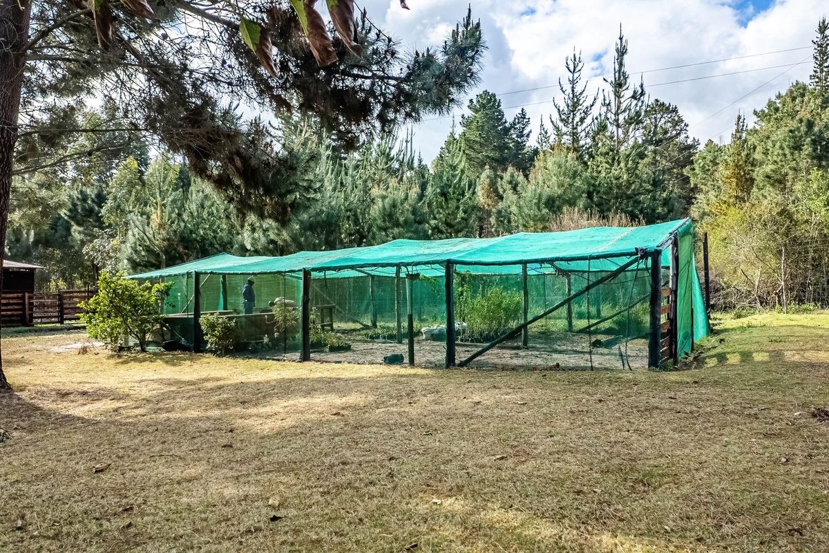 23ha Avocado Farm with Guest Cabins & Homesteads – Wilderness - Photo 5