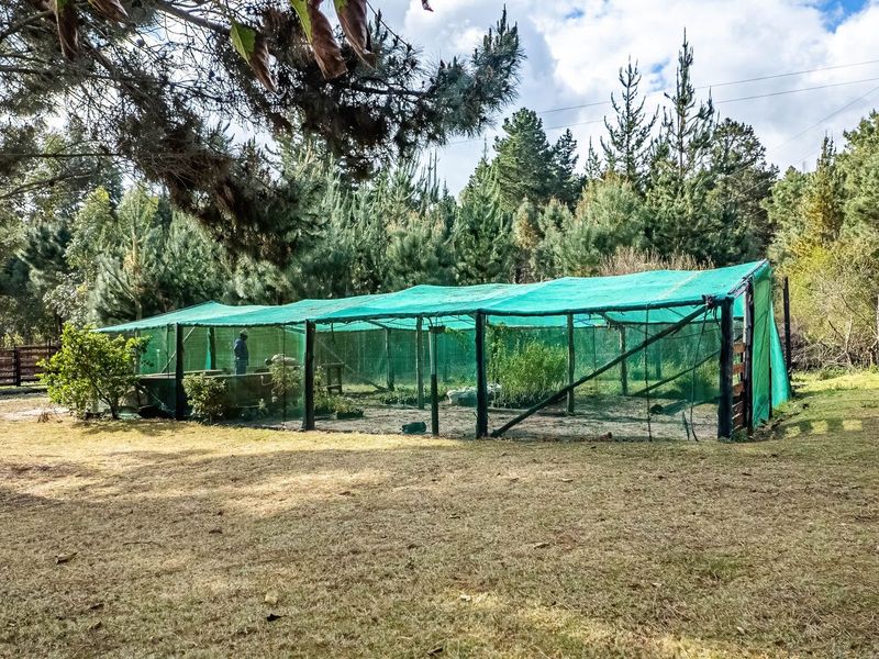 23ha Avocado Farm with Guest Cabins & Homesteads – Wilderness - Photo 5