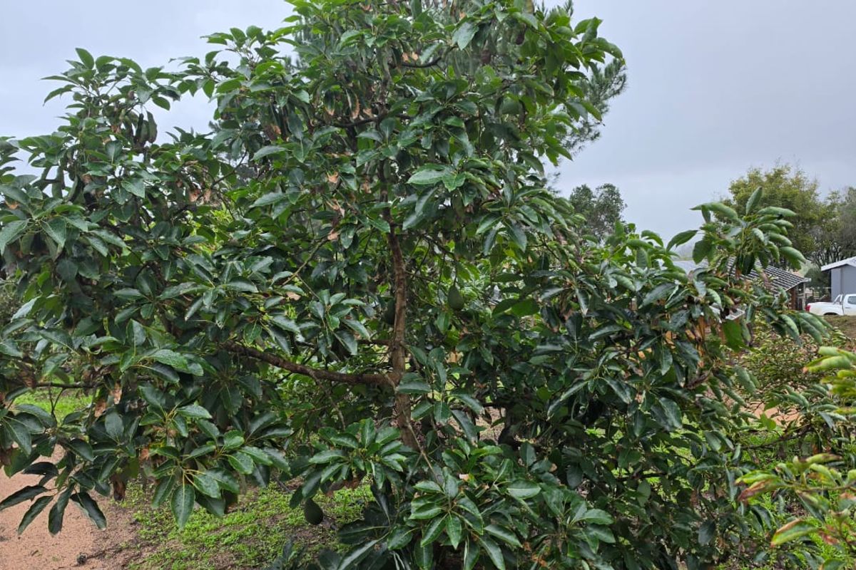 23ha Avocado Farm with Guest Cabins & Homesteads – Wilderness - Photo 2