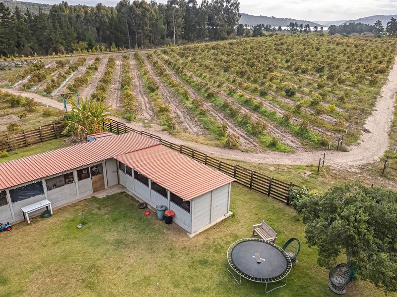 23ha Avocado Farm with Guest Cabins & Homesteads – Wilderness - Photo 6