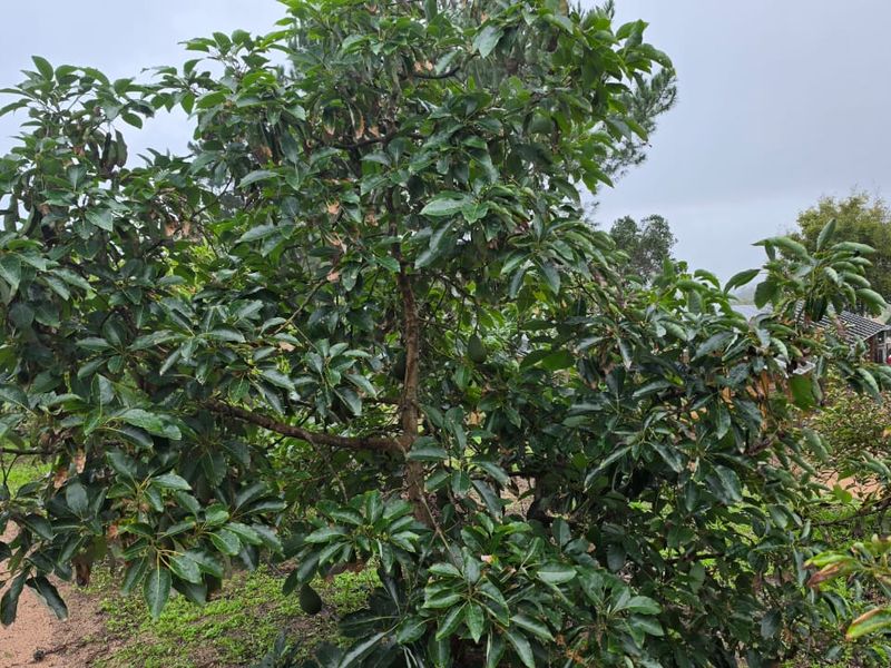 23ha Avocado Farm with Guest Cabins & Homesteads – Wilderness - Photo 2