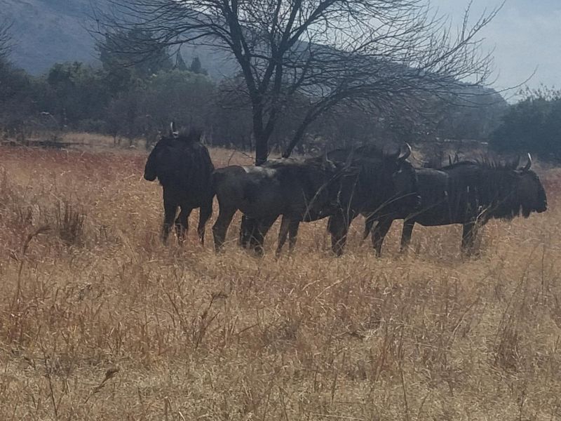 VERY LARGE STAND IN LA CAMARGUE PRIVATE COUNTRY ESTATE WITH BREATHTAKING  VIEWS OVER THE MAGALIESBERG MOUNTAINS - Photo 8