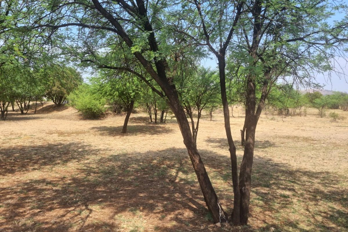 A view of a vacant residential plot featuring mature trees and natural ground cover.