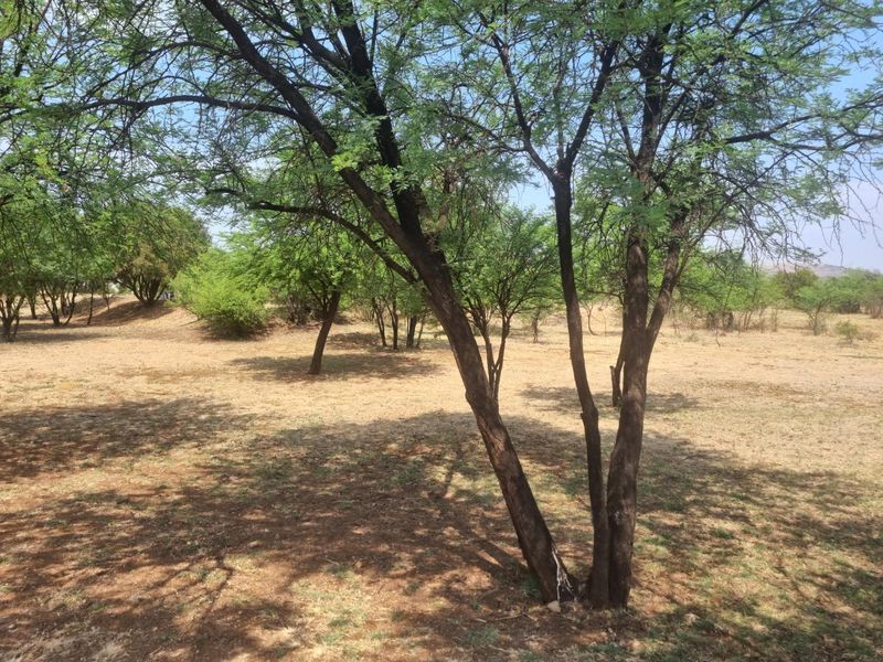 A view of a vacant residential plot featuring mature trees and natural ground cover.