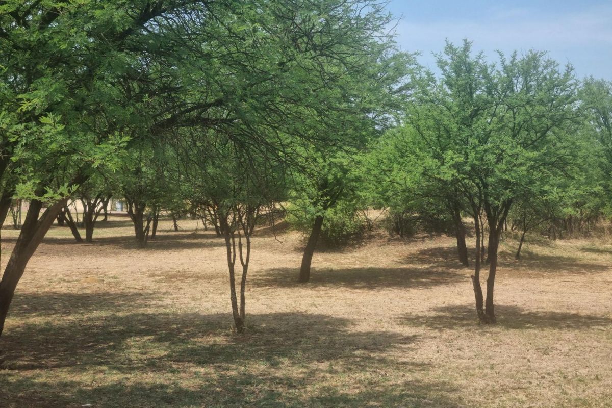 A view of a vacant residential plot featuring established trees and natural ground cover.