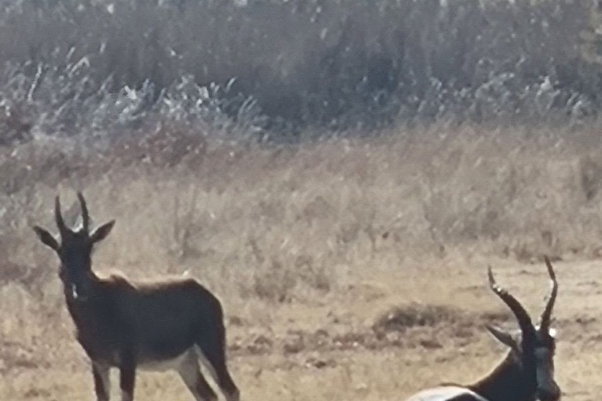 A view of the vacant land featuring natural veld and wildlife.