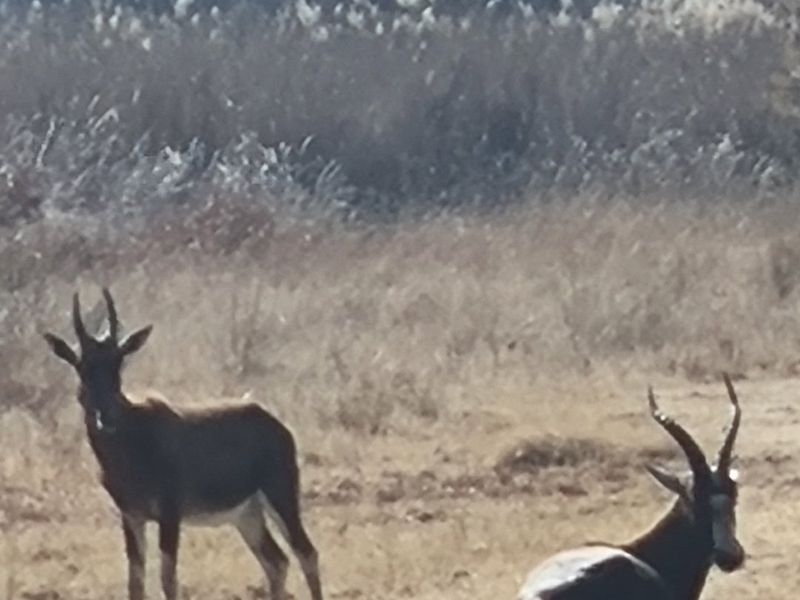 A view of the vacant land featuring natural veld and wildlife.