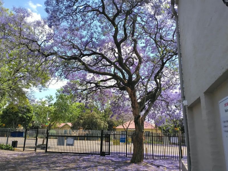 A view of the property's exterior grounds featuring a large flowering jacaranda tree, security fencing, and paved area.