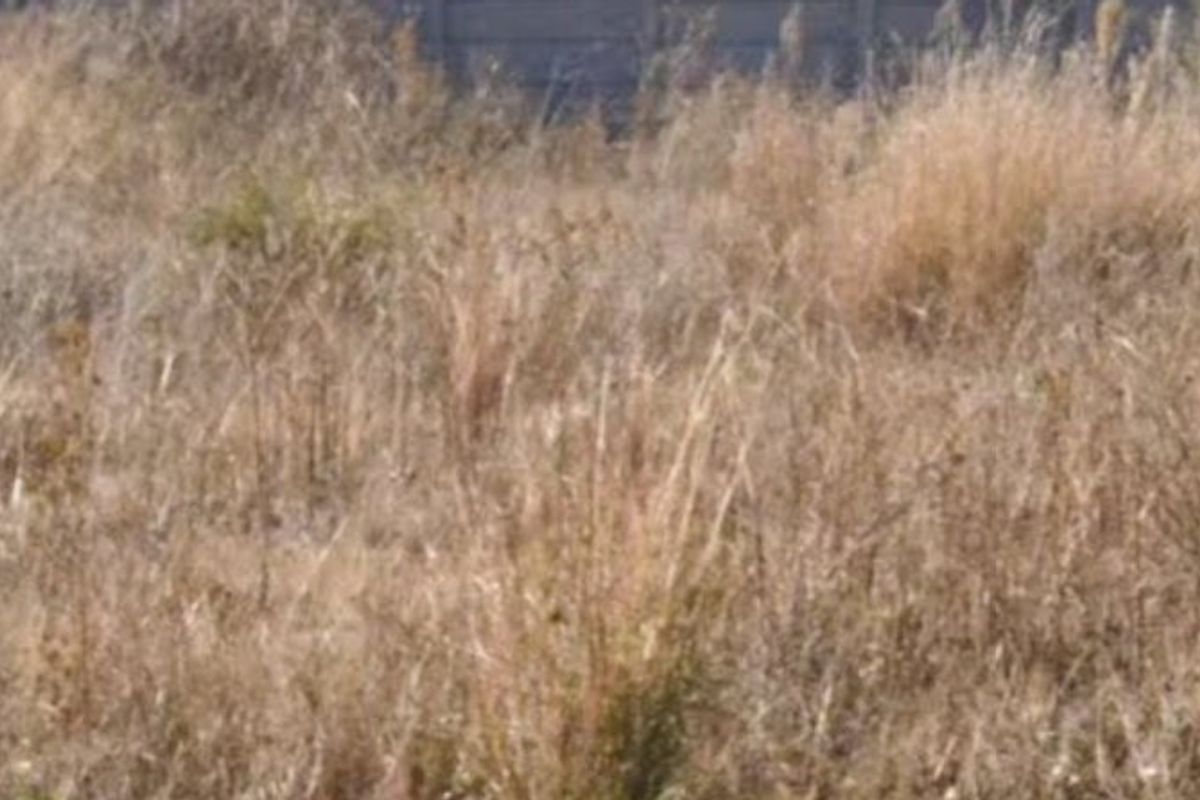 Vacant Land For Sale In Stilfontein - Photo 2