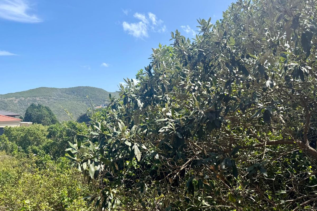 Knysna Heads plot with views to the Heads entrance - Photo 5