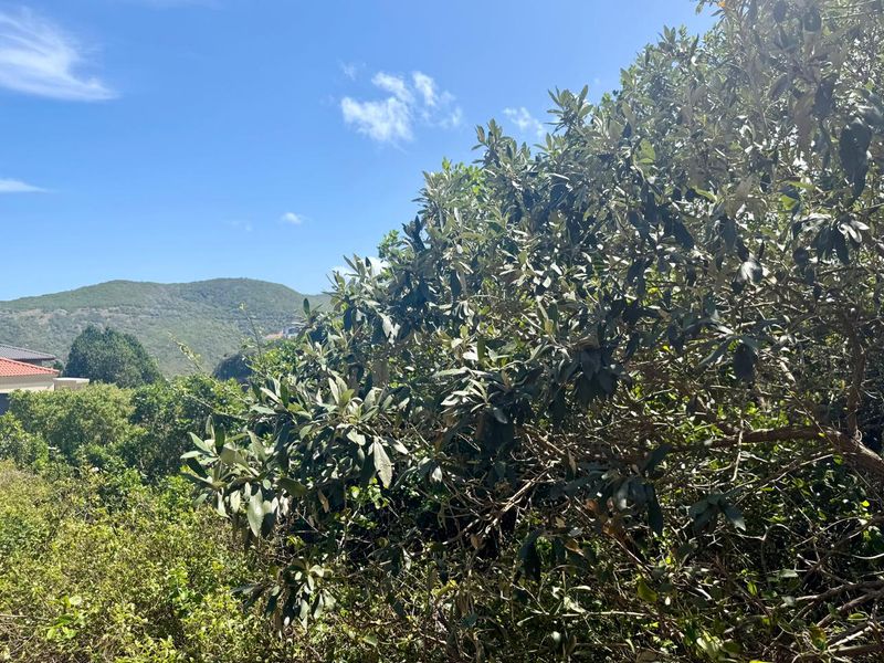 Knysna Heads plot with views to the Heads entrance - Photo 5
