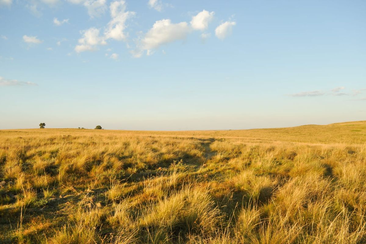 A Rare Piece of Gold in the Eastern Free State  - Photo 4