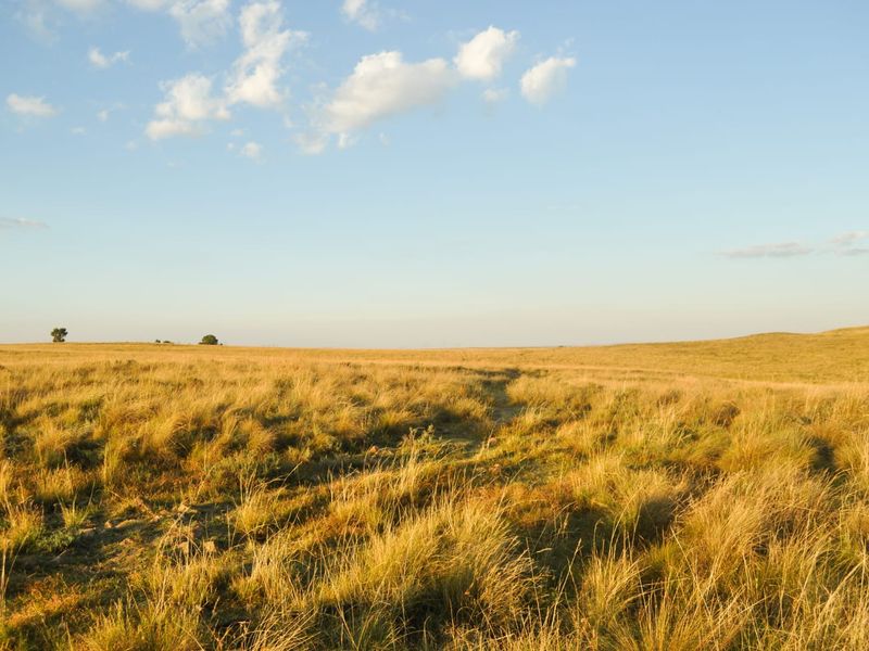 A Rare Piece of Gold in the Eastern Free State  - Photo 4