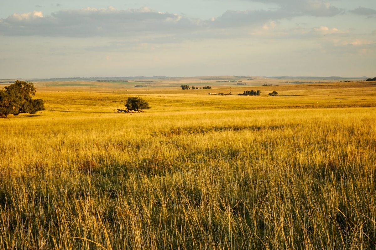 A Rare Piece of Gold in the Eastern Free State  - Photo 5