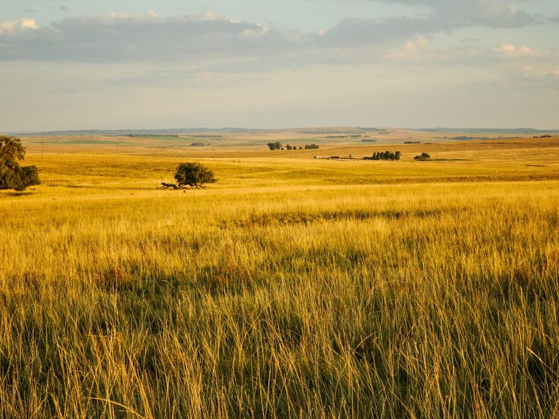 A Rare Piece of Gold in the Eastern Free State  - Photo 5