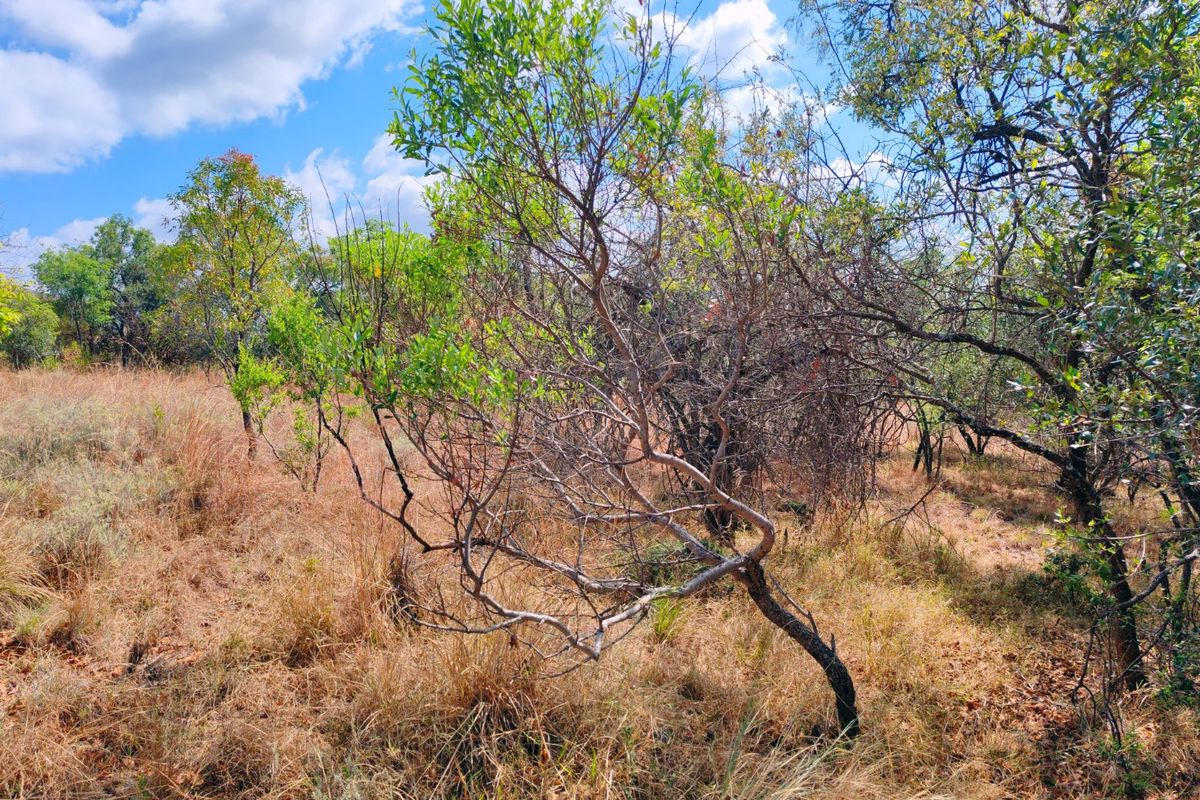 Vacant stand for sale in Koro Creek,Modimolle - Photo 4