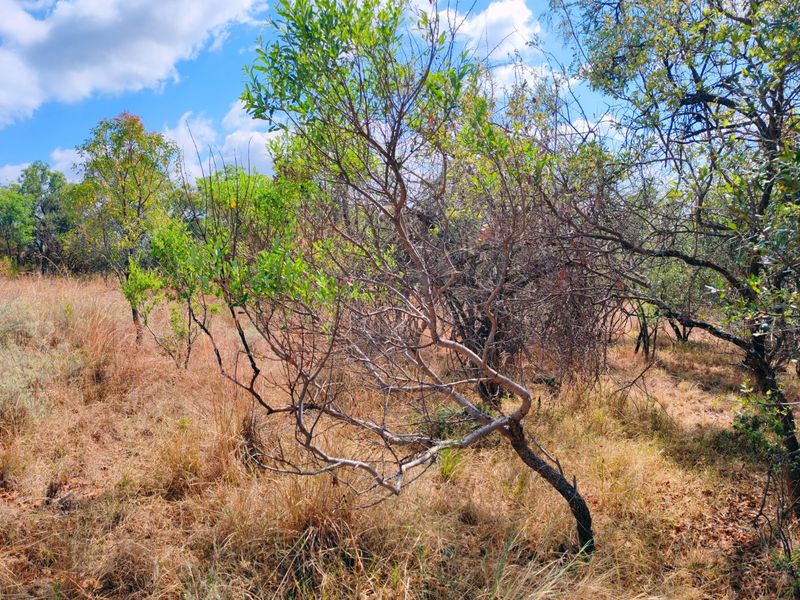 Vacant stand for sale in Koro Creek,Modimolle - Photo 4