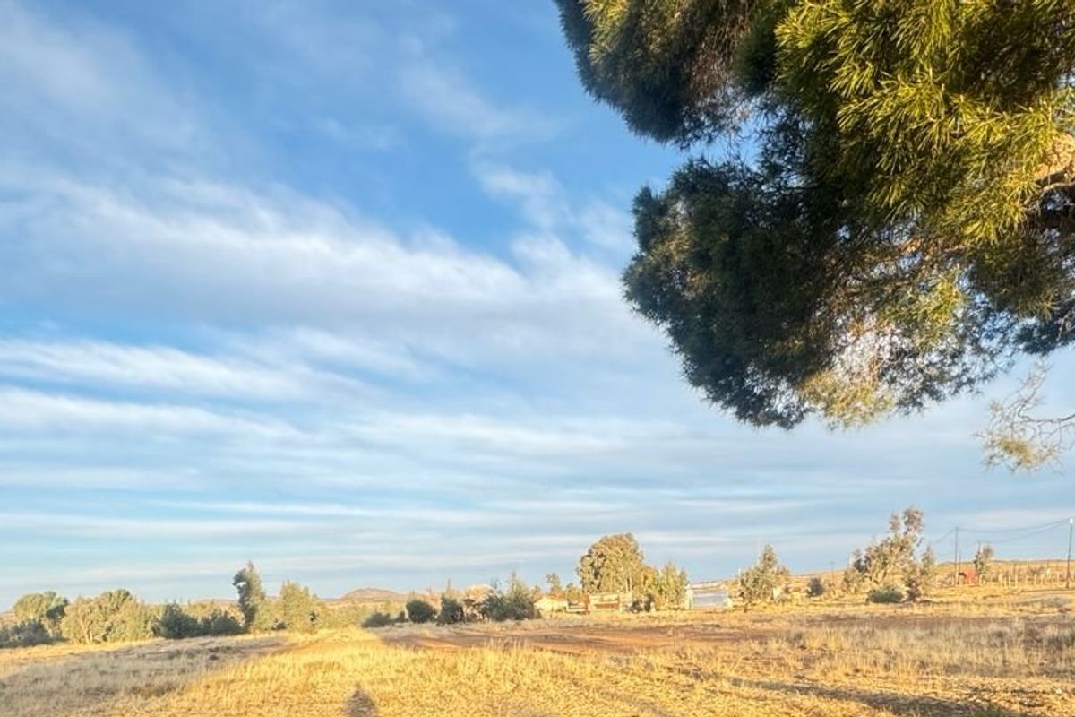 A wide-angle view of a vacant residential plot featuring mature pine trees and open, dry grassland under a clear blue sky.