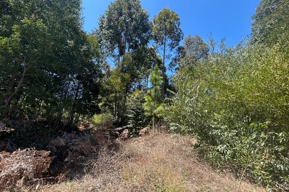 A view of the vacant residential land featuring dense natural vegetation and mature trees.