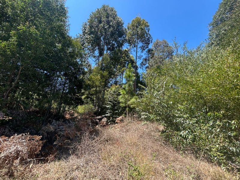 A view of the vacant residential land featuring dense natural vegetation and mature trees.