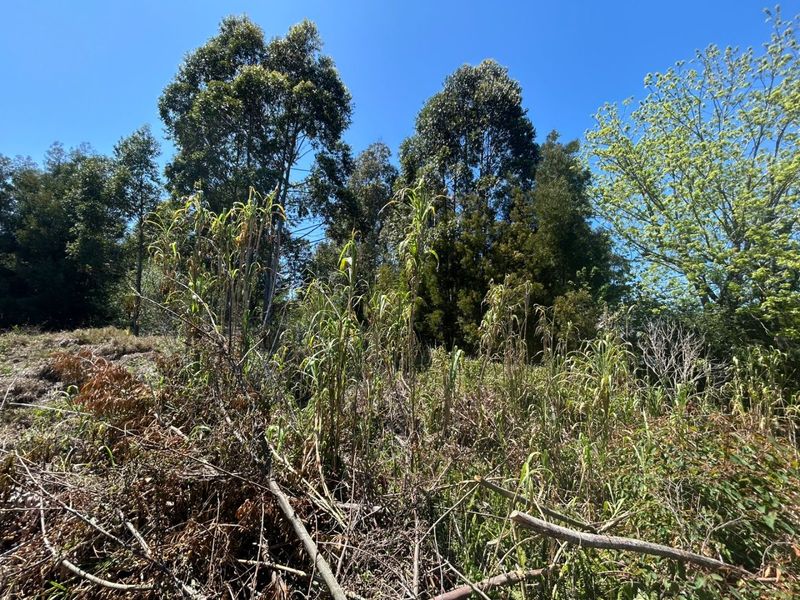 A view of the residential land featuring mature trees and dense, overgrown vegetation.
