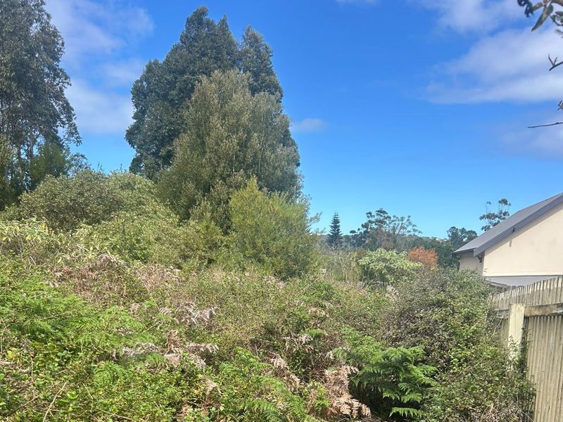 A view of a heavily overgrown residential plot featuring mature trees and a timber boundary fence.