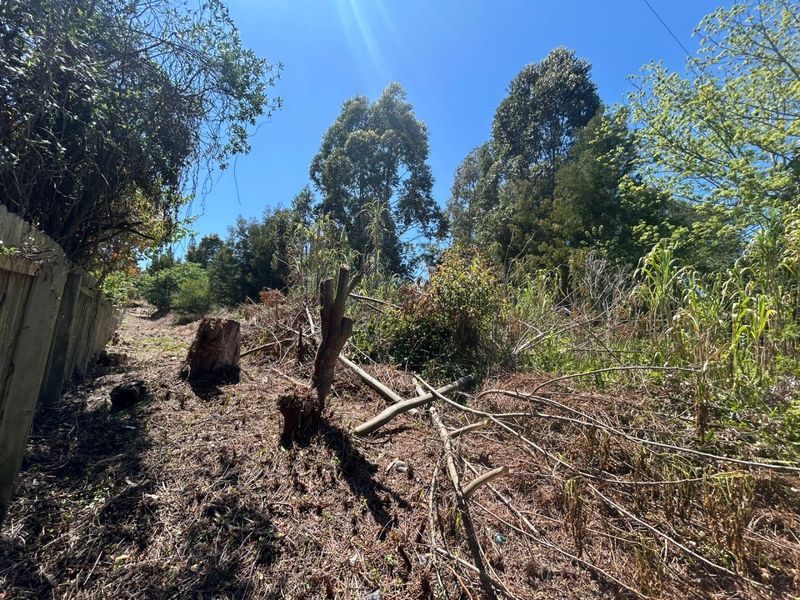 A view of a vacant residential plot featuring mature trees, overgrown vegetation, and a timber boundary fence.