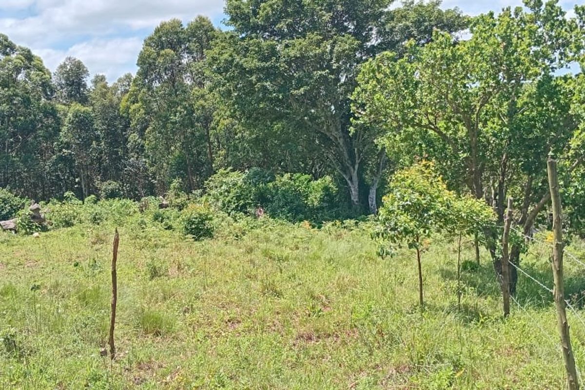 0 Bed Vacant Land in Ongoye, Empangeni Rural for Sale - Photo 4