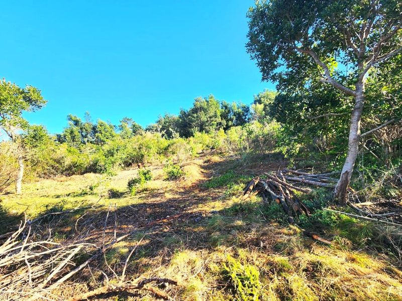 A view of the sloped, undeveloped residential land featuring mature trees and natural vegetation, offering potential for future landscaping or construction.