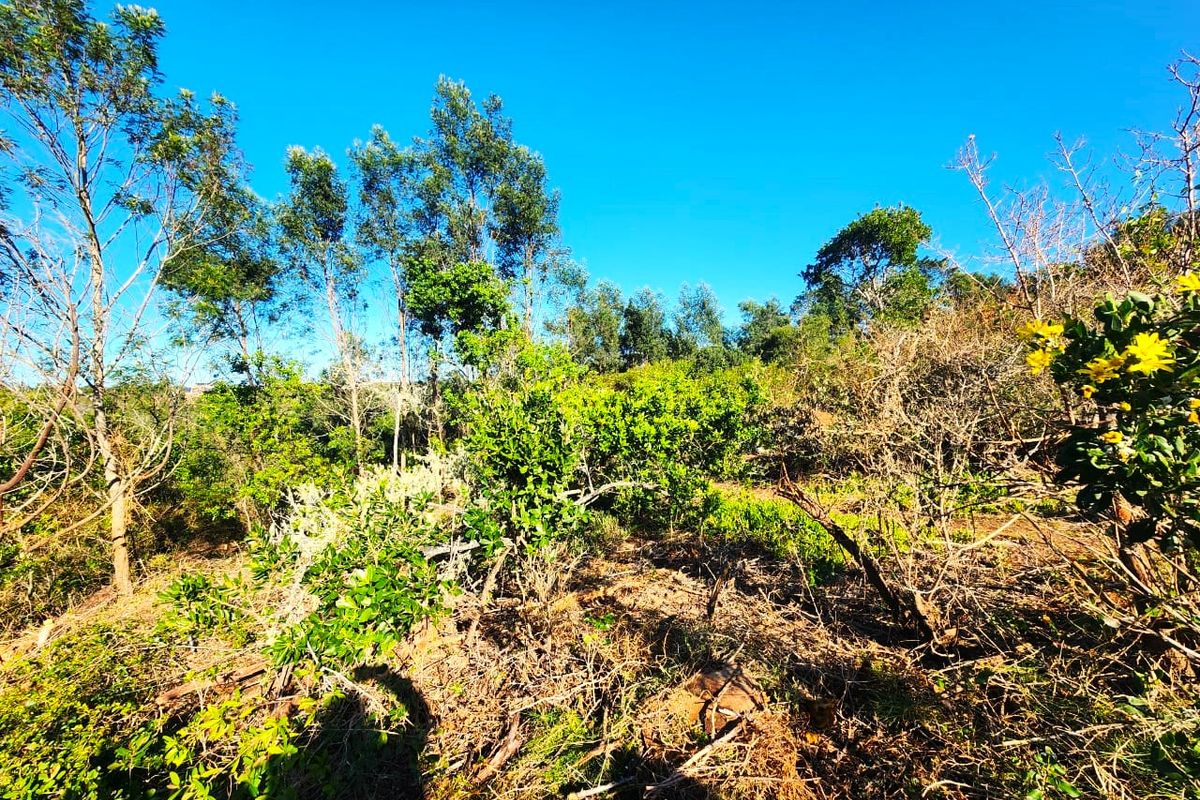 A view of the natural, undeveloped residential land featuring established trees and native vegetation under a clear blue sky.