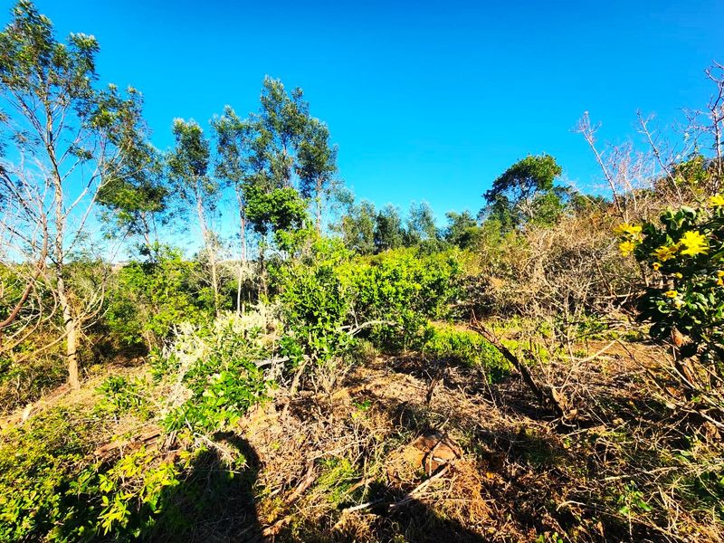 A view of the natural, undeveloped residential land featuring established trees and native vegetation under a clear blue sky.