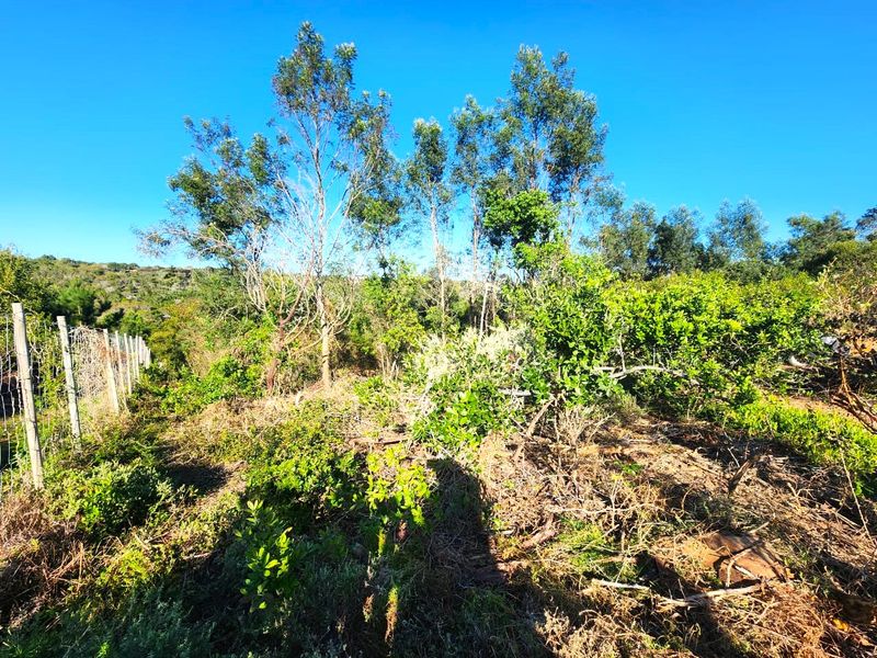 A view of the vacant residential land featuring established trees, natural vegetation, and perimeter wire mesh fencing.