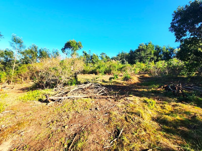 A view of the sloped residential land featuring natural vegetation and trees, suitable for future development.