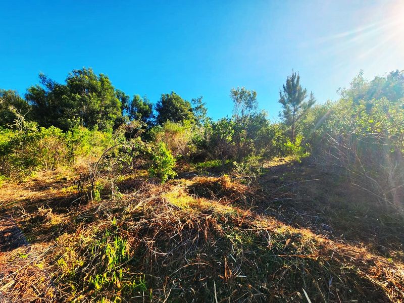 A view of the sloped, undeveloped residential land featuring natural vegetation and trees under a clear sky.